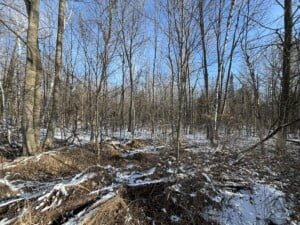 Beautiful wooded 25+ acres