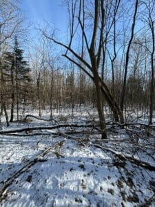 25 Acres Wooded Land