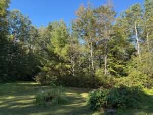 Land looking into woods