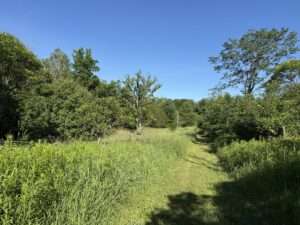 woods