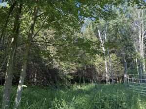 woods