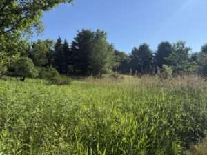woods