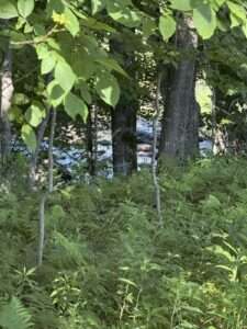 woods