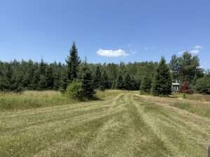 evergreen trees