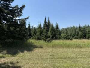evergreen trees