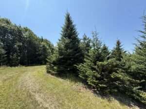 evergreen trees
