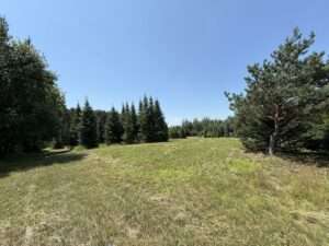field with trees