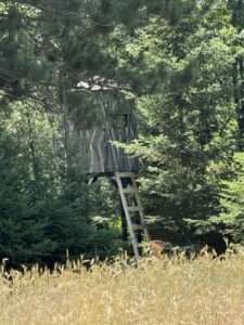 tree stand in the woods