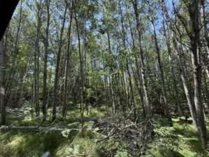 trees