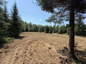 food plot