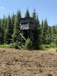 tree stand in the wood