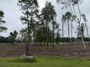 wooded lot